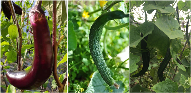 茄瓜弯曲.jpg