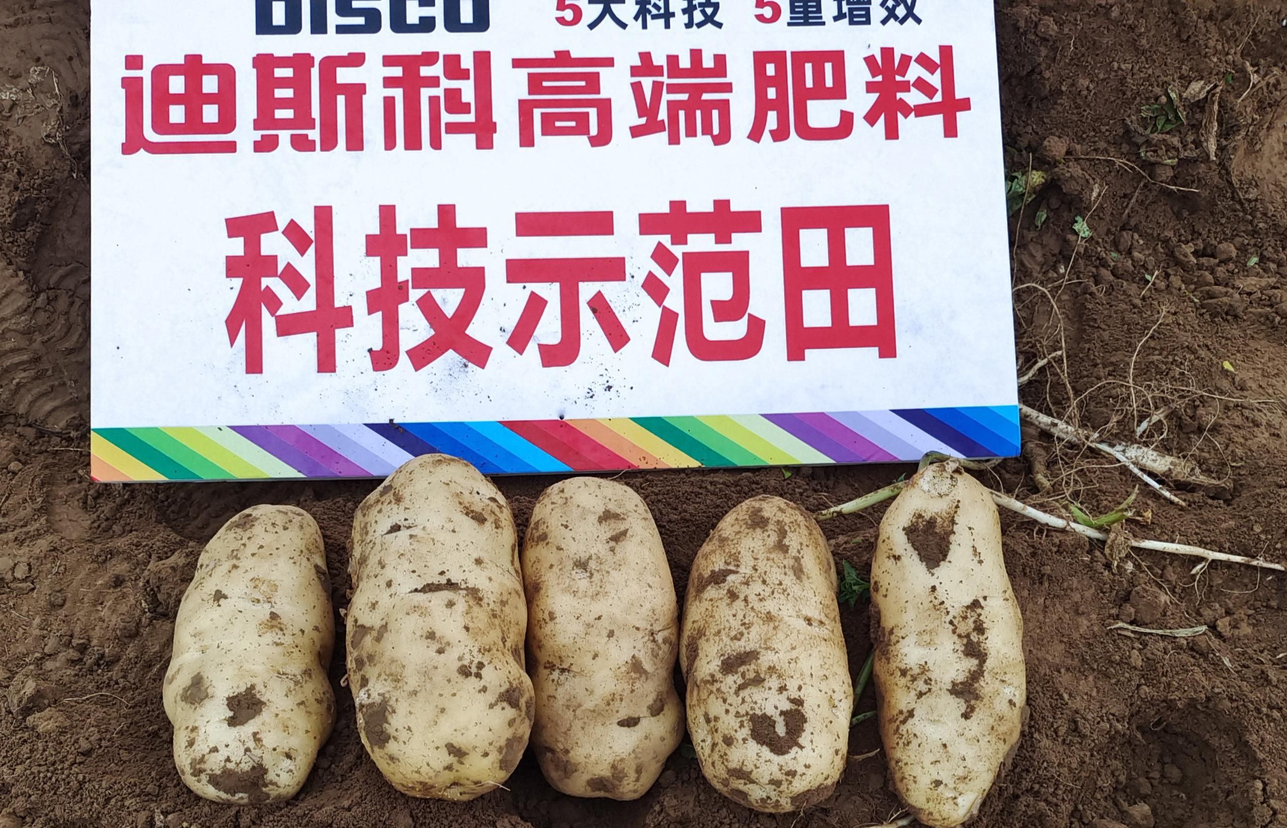 山东兰陵田间示范，土豆亩产大有可观